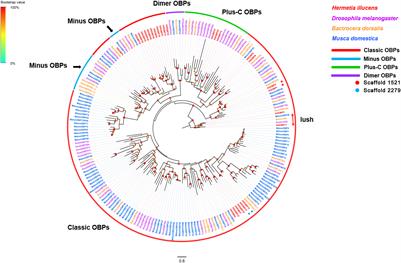 Identification and Expression Profiling of Chemosensory Genes in Hermetia illucens via a Transcriptomic Analysis